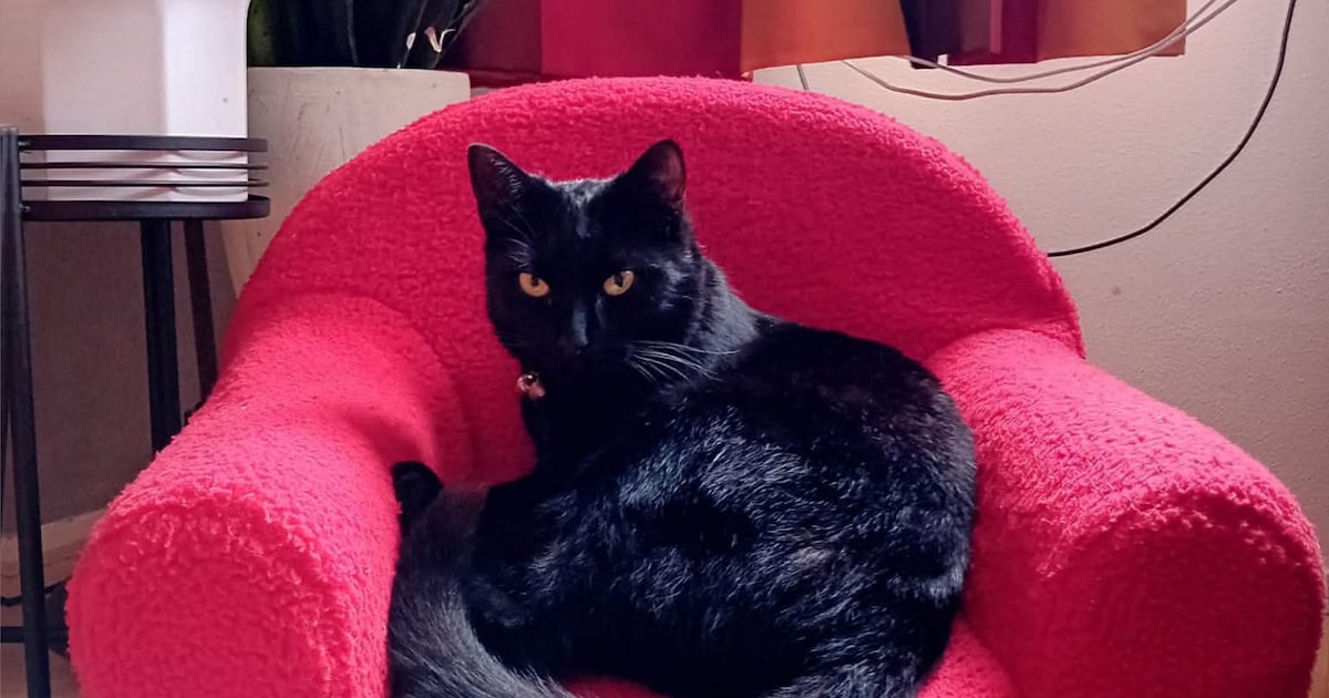 Heb jij Murphy, Paco of Liam gezien? Deze drie huisdieren worden in Meppel vermist