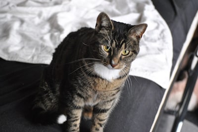 Heb jij Beer of Nala gezien? Deze twee huisdieren worden in Steenwijkerland vermist