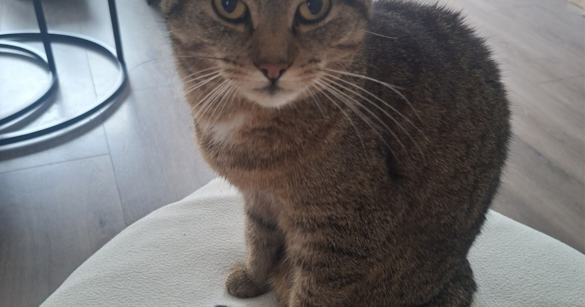 Heb jij Puk, Minnos of Hugo gezien? Deze vier huisdieren worden in Dronten vermist