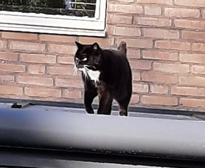 Heb jij Chester, Bibi of Shadi Aminnejad gezien? Deze vijf huisdieren worden in Lelystad vermist