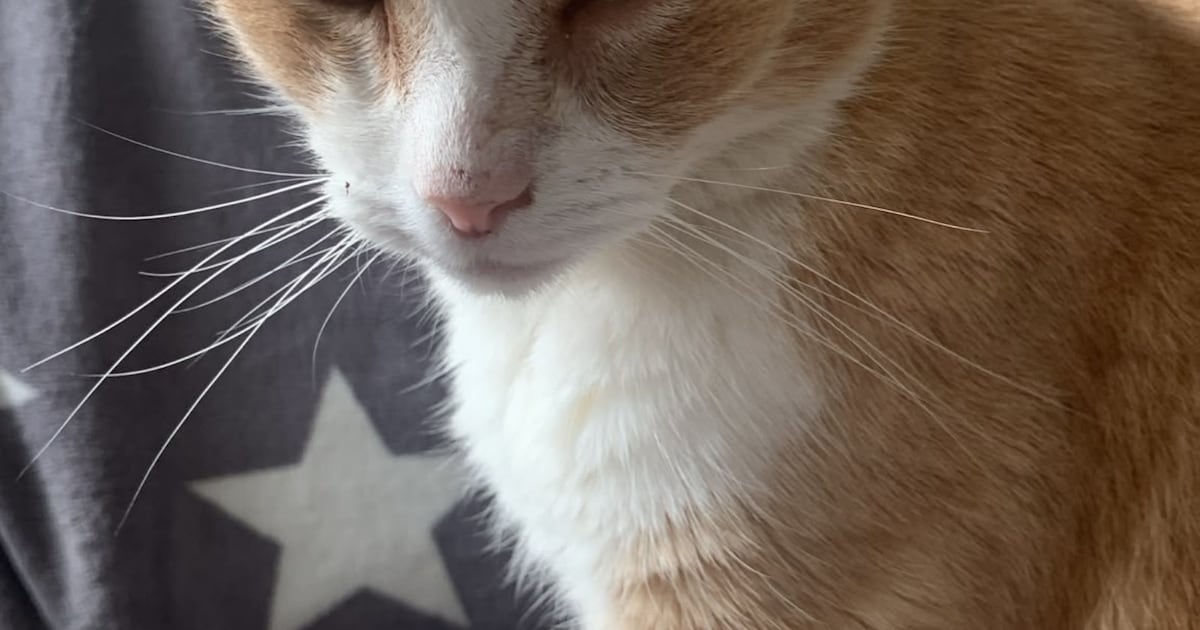 Heb jij Beau of Niya gezien? Deze twee huisdieren worden in Brummen vermist