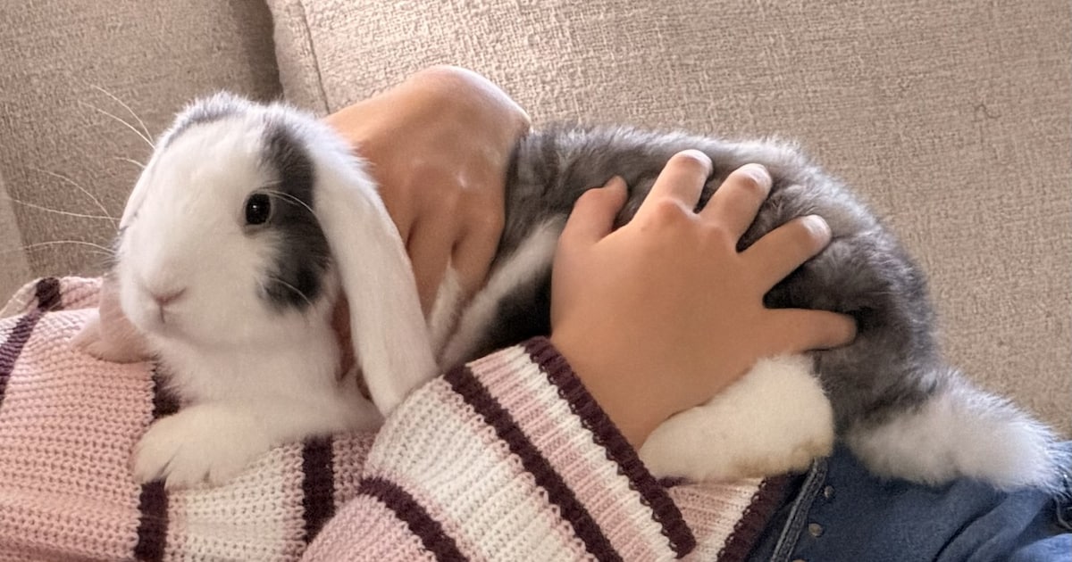 Heb jij Cookie gezien? Dit huisdier wordt in Zeewolde vermist
