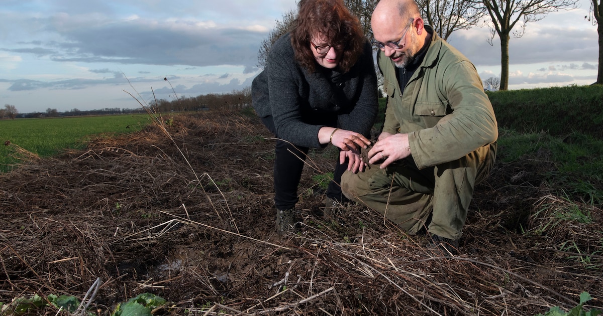 Aardappelactie in Wijhe moet verspilling tegengaan