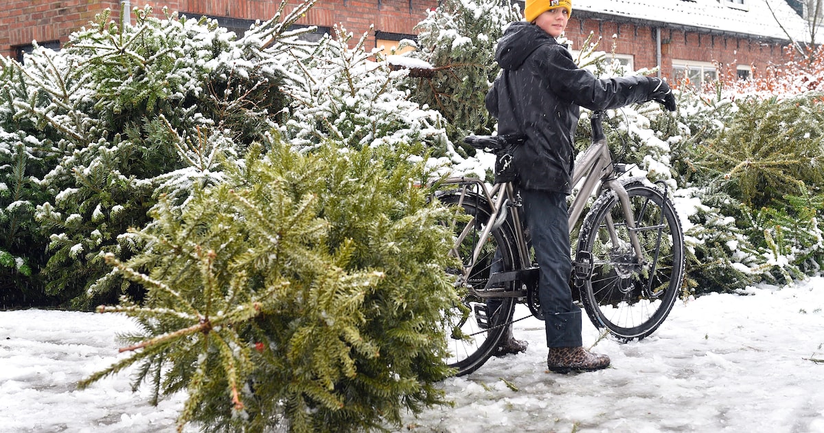 Inlevertermijn voor kerstbomen verlengd in Amersfoort