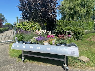 Gratis plantjes voor inwoners die tegels uit hun tuin halen in Putten