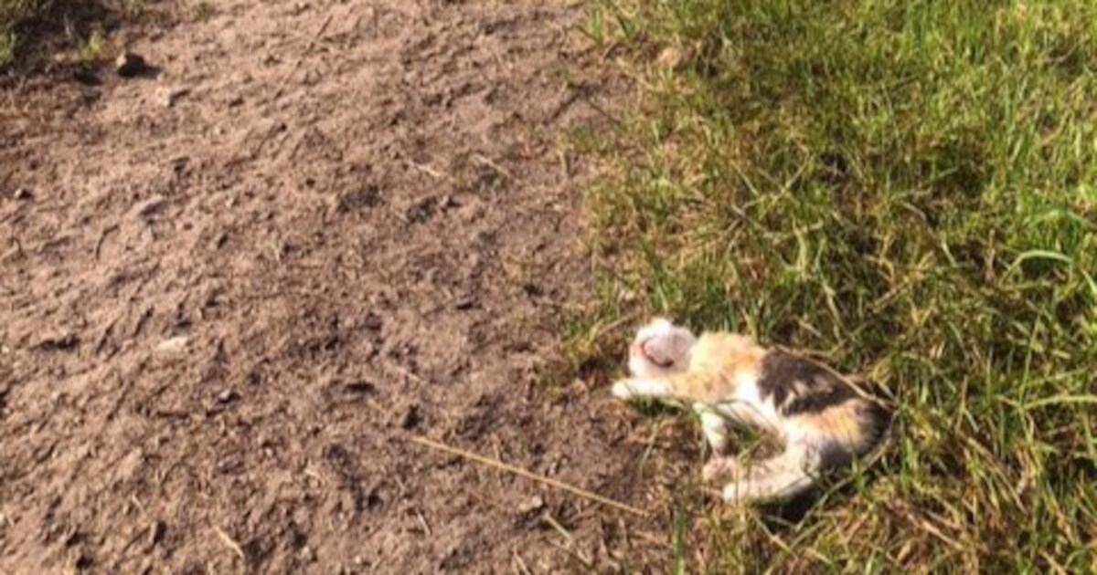 Dode kat met beet in keel mogelijk slachtoffer van wolf in Woudenberg ...