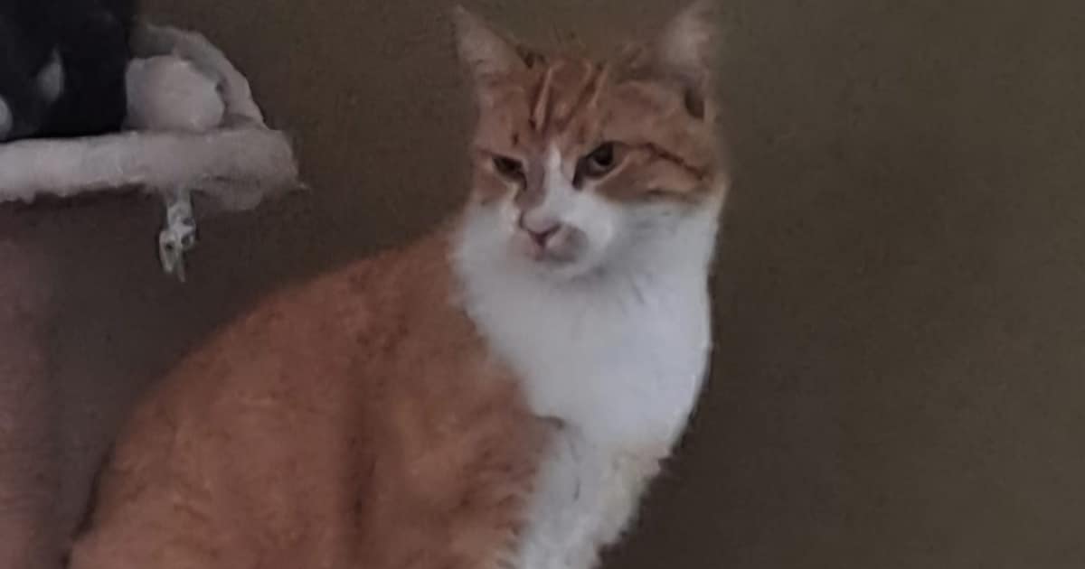Heb jij Doppie gezien? Dit huisdier wordt in Heerde vermist