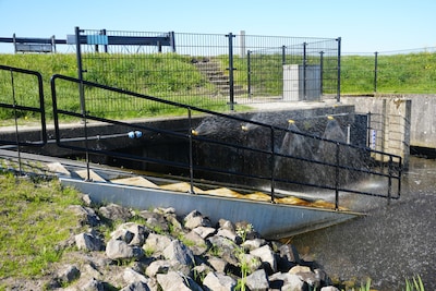 Eerste jonge palingen gebruiken nieuwe aalpassage in Bunschoten