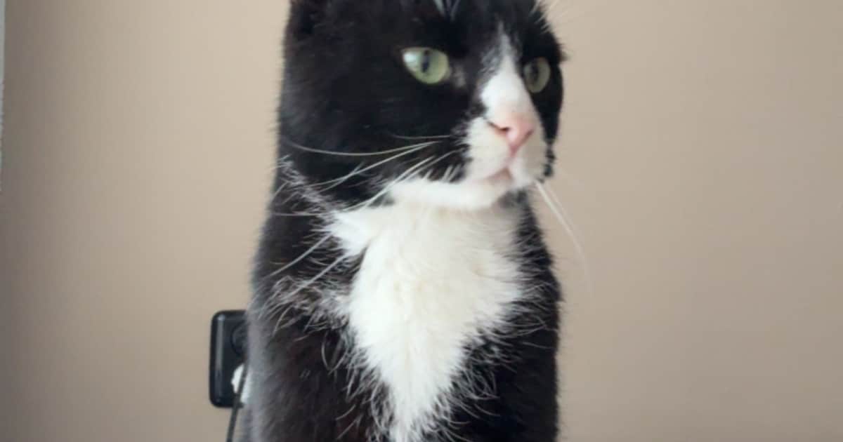 Heb jij Simba gezien? Dit huisdier wordt in Hellendoorn vermist