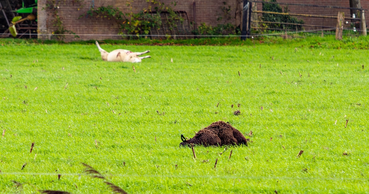 Wolf doodt vijf schapen bij boerderij in Barneveld: ‘Nog nooit zo dicht bij het centrum’