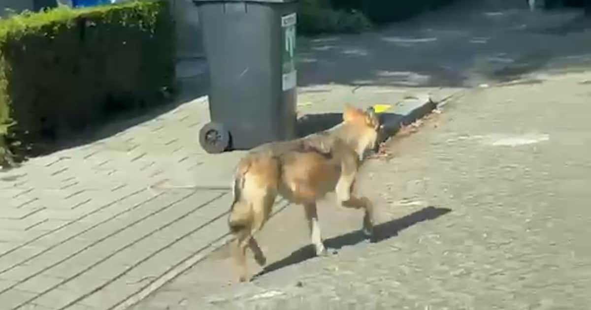 Wolf wandelt door Apeldoorn, kinderopvang haalt slapende kinderen binnen