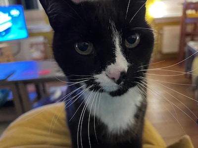 Heb jij Mida gezien? Dit huisdier wordt in Lochem vermist