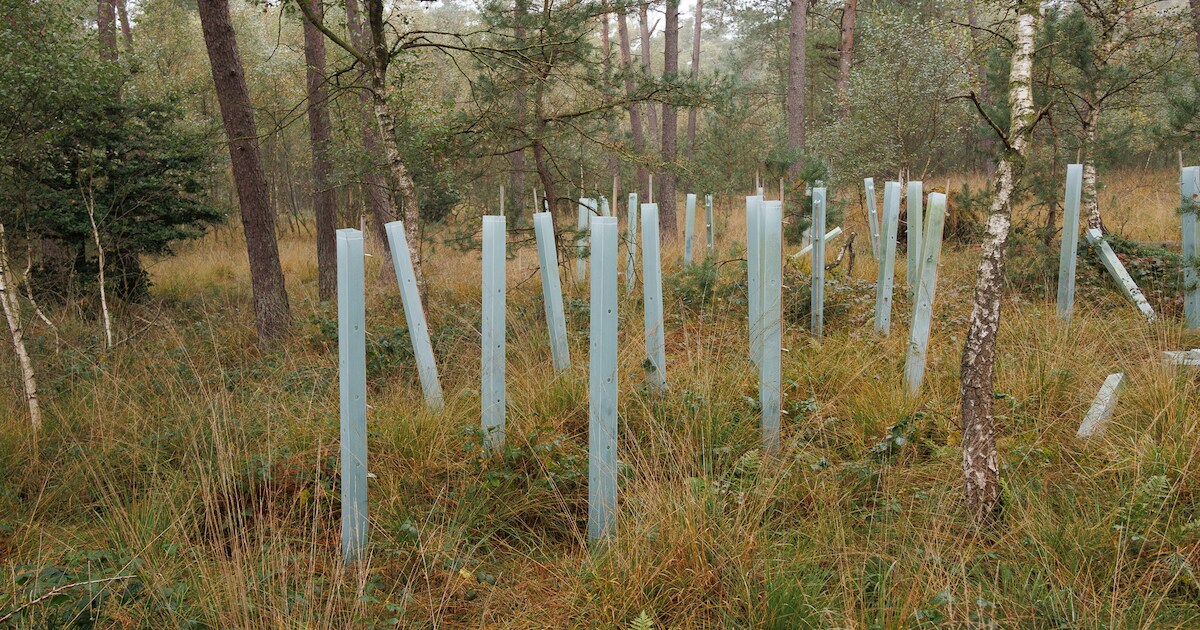 IVN wandeling ‘Bos voor de toekomst’ in Rozendaal