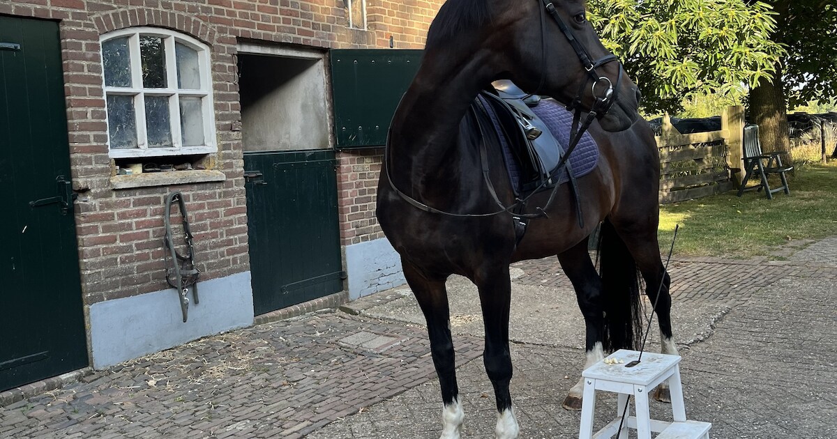 Dit stuurden jullie in: Geduldige Kate in Gorssel • Voor sommige kinderen is Zomertrein in Deventer 