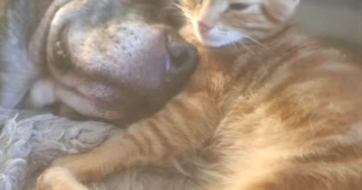 Heb jij Milo gezien? Dit huisdier wordt in Staphorst vermist