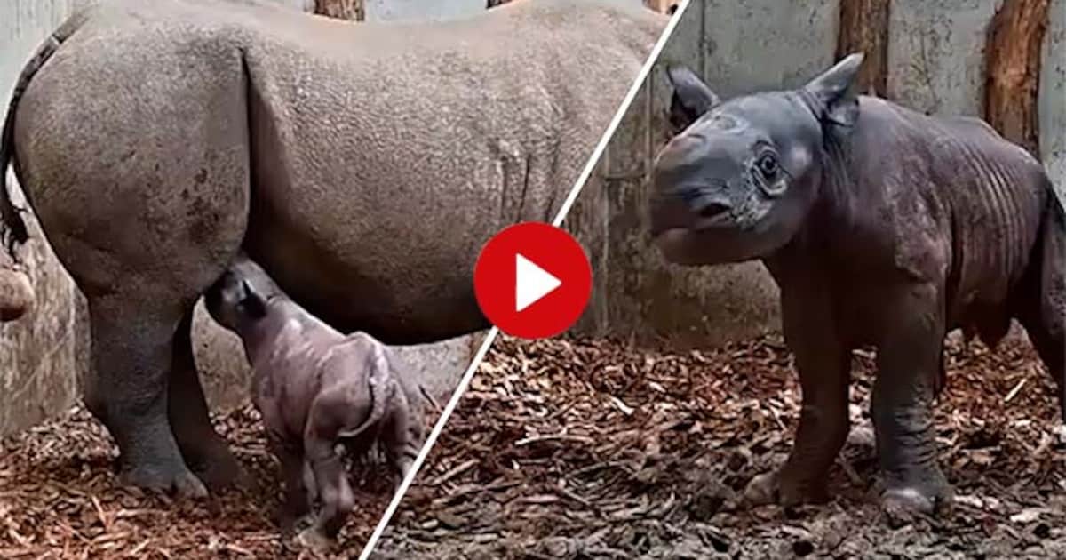 KIJK | Wat schattig! Zeldzame neushoorn geboren in Beekse Bergen