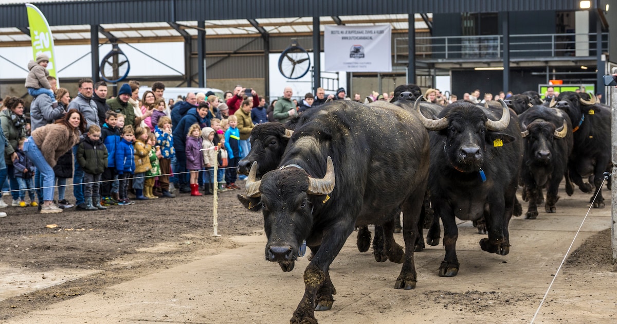 Staldeuren zwaaien open, dan stormen 130 waterbuffels naar buiten: kinderen kijken glunderend toe