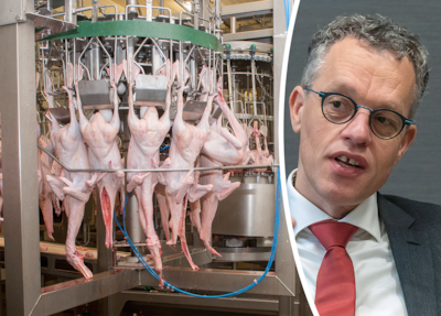 Oppositie Ermelo wil opheldering van burgemeester over eendenslachterij Tomassen Duck-To