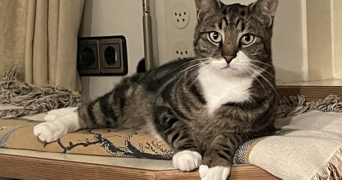 Heb jij Eddie of Neptunus gezien? Deze twee huisdieren worden in Heerde vermist