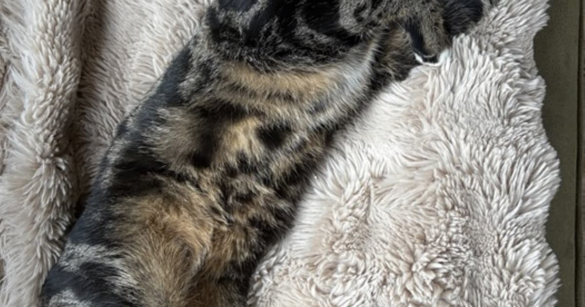 Heb jij Takkie gezien? Dit huisdier wordt in Nunspeet vermist