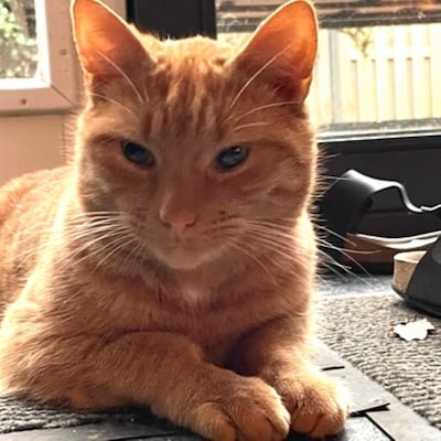 Heb jij Muis, Hassan of Boefje gezien? Deze drie huisdieren worden in Steenwijkerland vermist