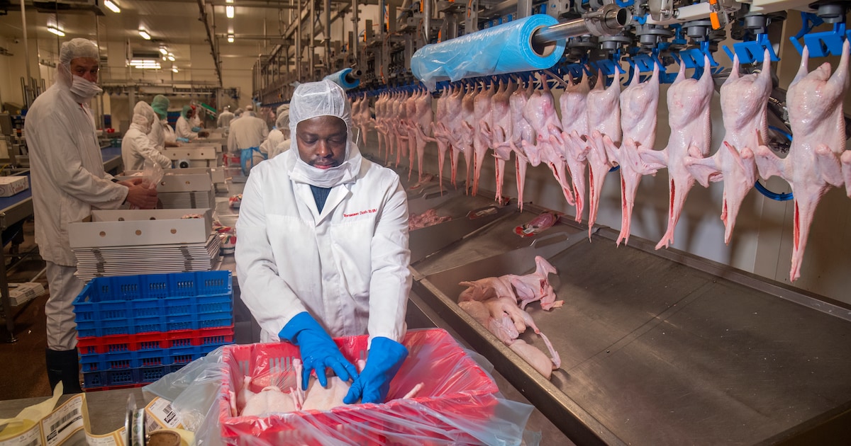 Eerst meewerken aan vergunning, nu sluiting: tien vragen over Tomassen Duck-To