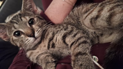 Heb jij Momo of Sam gezien? Deze twee huisdieren worden in Elburg vermist