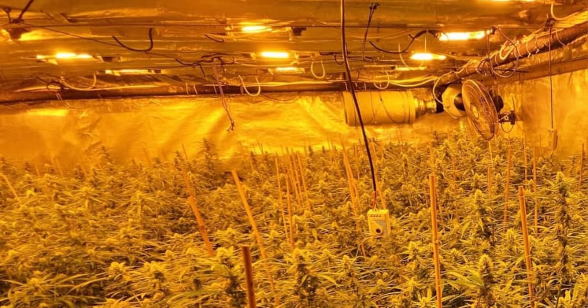 Hennepkwekerij met 200 planten opgerold in Lelystad, politie arresteert man