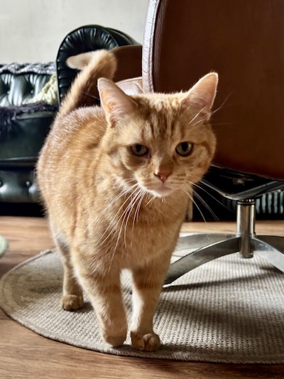 Heb jij Broezz gezien? Dit huisdier wordt in Bronckhorst vermist