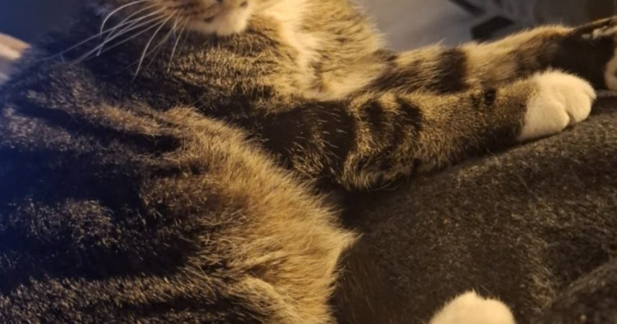 Heb jij Jessie gezien? Dit huisdier wordt in Ommen vermist