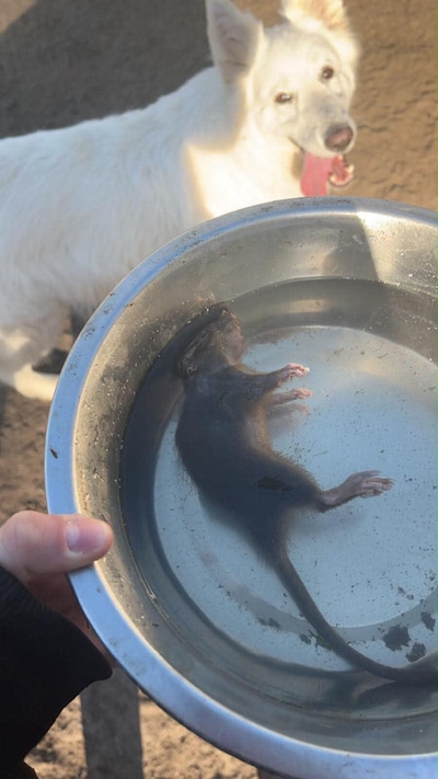Wilma laat haar hond twee weken bij de opvang, bij het ophalen sjokt een vermagerde Tyson naar buite