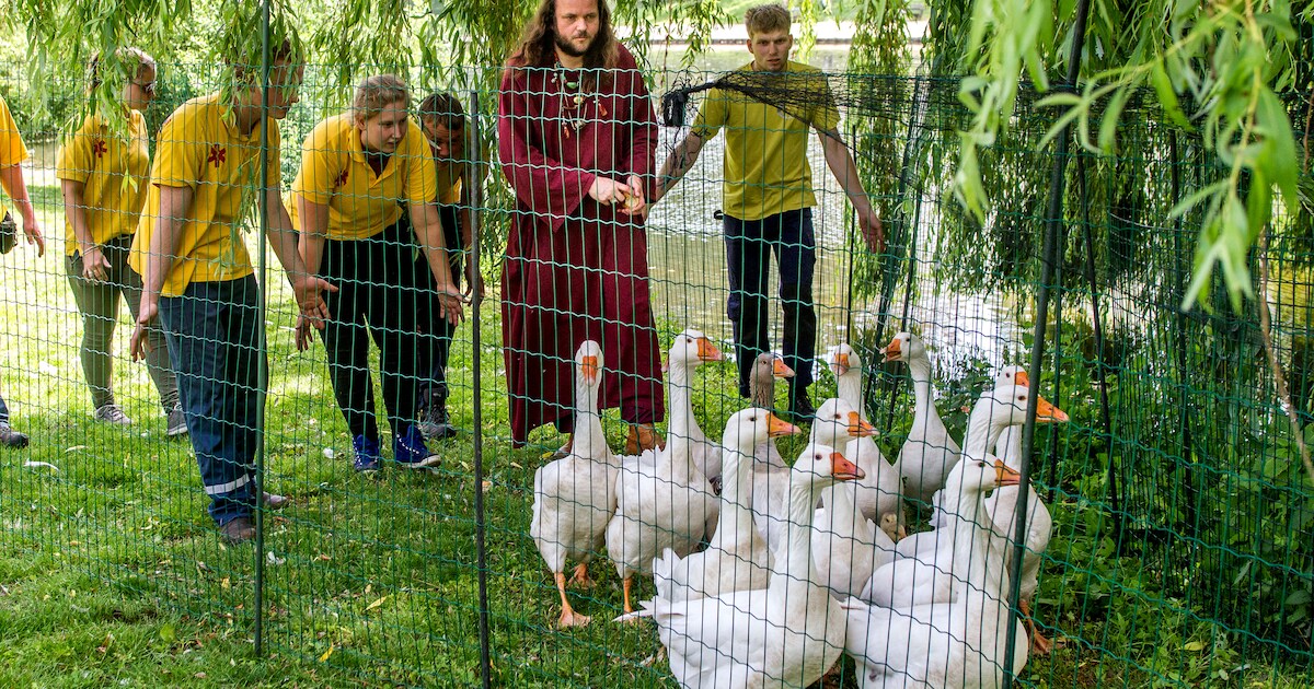 Deventer plaagvogels worden tamme eendjes in handen van ganzenfluisteraar Chögyal