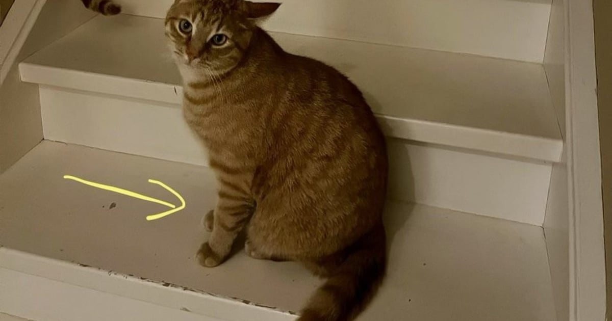 Heb jij Milo gezien? Dit huisdier wordt in Lelystad vermist