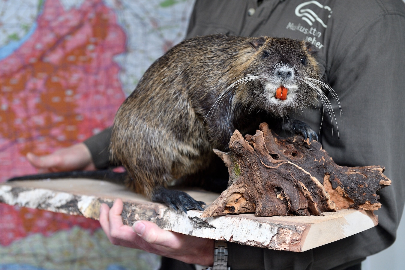 Grote belangen bij strijd tegen ratten: ‘Als hij zijn gang gaat, kunnen ...