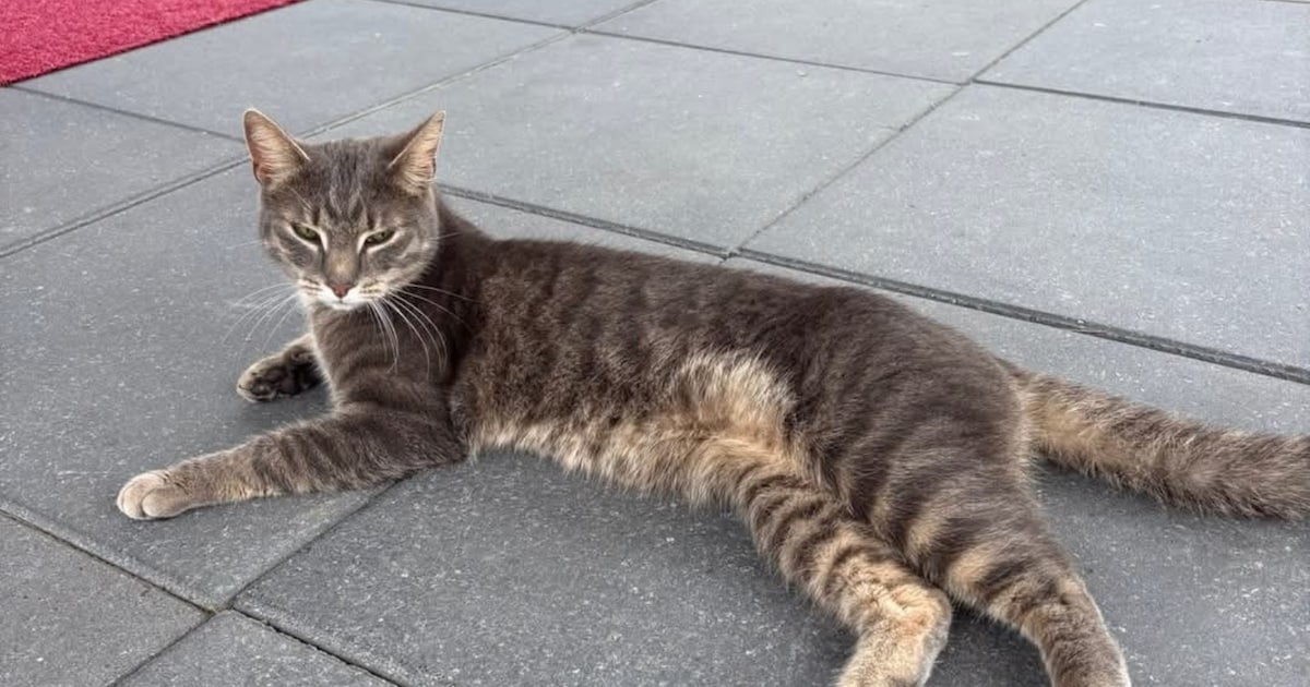 Heb jij Titi gezien? Dit huisdier wordt in Urk vermist