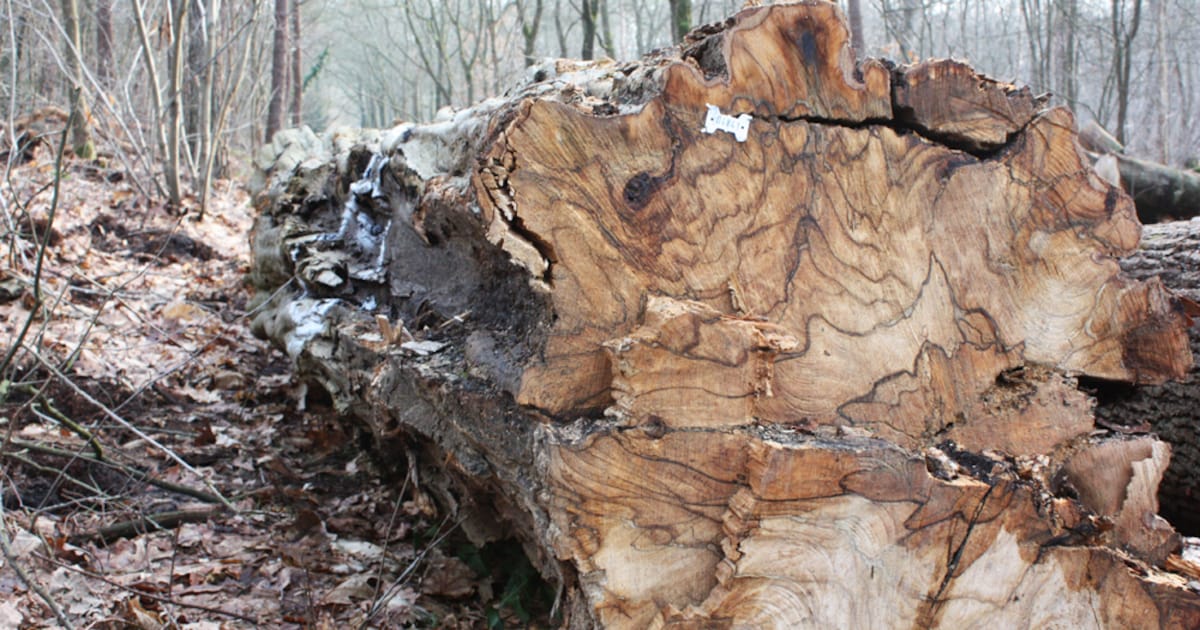 30e Rondhoutveiling in Arnhem biedt bijzonder hout een tweede leven