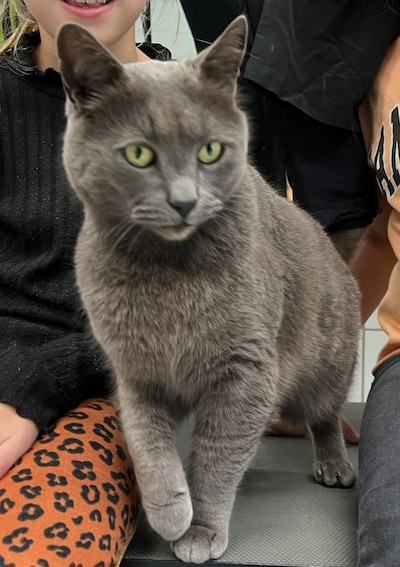 Heb jij Gijs, Shero of Daisy gezien? Deze drie huisdieren worden in Zeewolde vermist