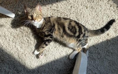 Heb jij Lotje gezien? Dit huisdier wordt in Elburg vermist