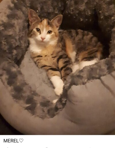 Heb jij Atay, Merel of Xena gezien? Deze vier huisdieren worden in Nunspeet vermist