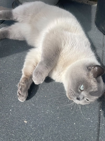 Heb jij Kitty, Qamr of Tommy gezien? Deze drie huisdieren worden in Deventer vermist