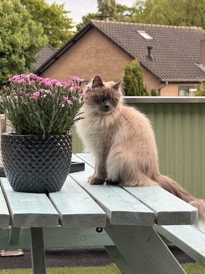 Heb jij Lou of Apollo gezien? Deze twee huisdieren worden in Ermelo vermist