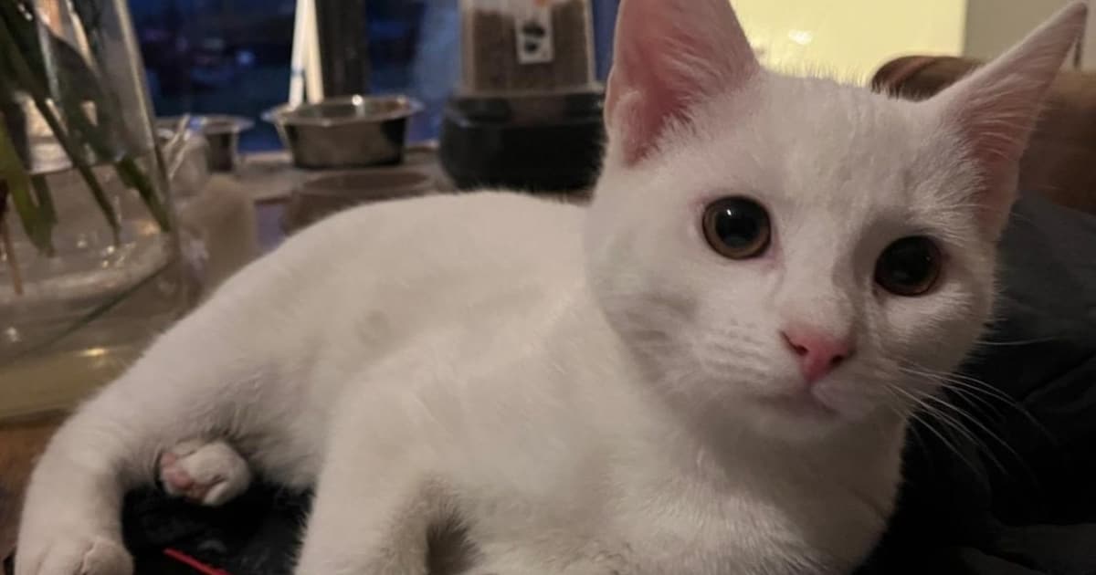 Heb jij Snow gezien? Dit huisdier wordt in Brummen vermist
