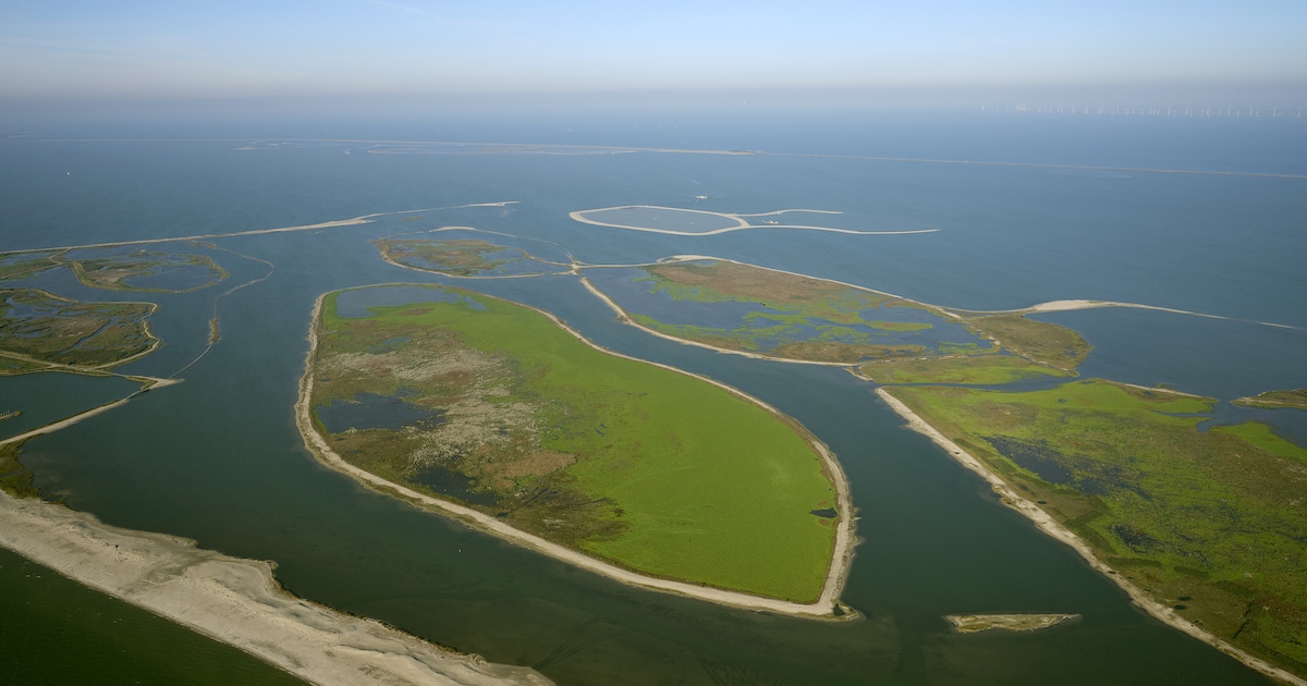 Burgercollectief pleit na metingen op Marker Wadden voor verbod op gebruik van pesticiden: ‘Overal i