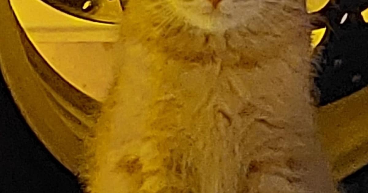 Heb jij Garfield of Paiti gezien? Deze twee huisdieren worden in Lochem vermist