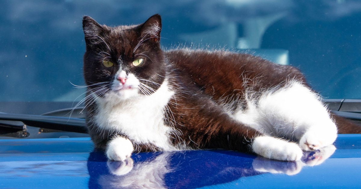 Heb jij Benji, Felicia of Silver gezien? Deze acht huisdieren worden in Almere vermist