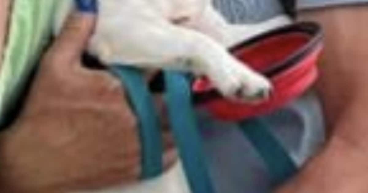 Heb jij Pip gezien? Dit huisdier wordt in Lochem vermist