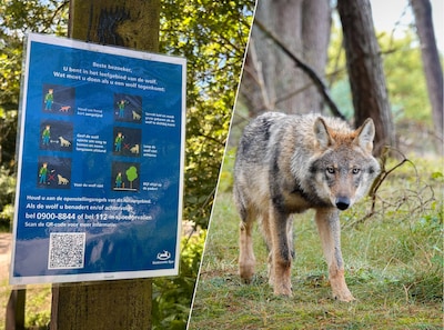 Wolf laat zich steeds zien vlak bij pannenkoekenrestaurant op de Veluwe en is mogelijk gevoerd