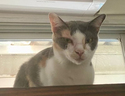 Heb jij Zen of Pearl gezien? Deze twee huisdieren worden in Putten vermist