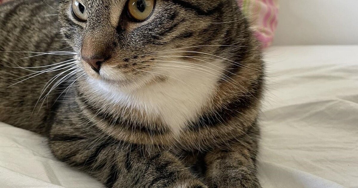 Heb jij Marley gezien? Dit huisdier wordt in Almelo vermist