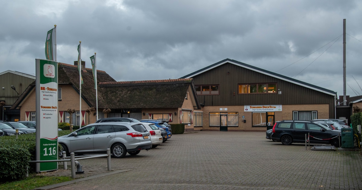 Provincie grijpt in bij Tomassen Duck-To: dwangsom van 10.000 euro per dag voor eendenslachterij